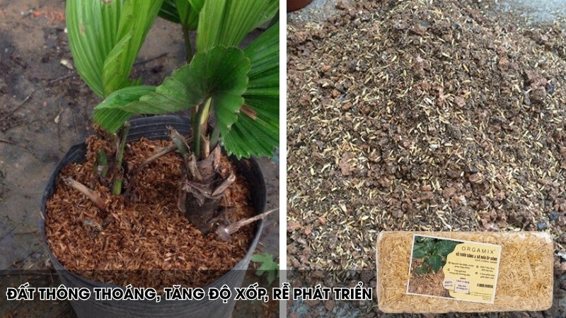 Trấu và bả mía giúp đất tơi xốp, thông thoáng