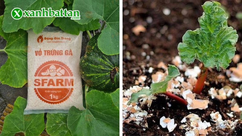 Hướng dẫn cách sử dụng, bảo quản giá thể vỏ trứng gà đã qua xử lý Sfarm