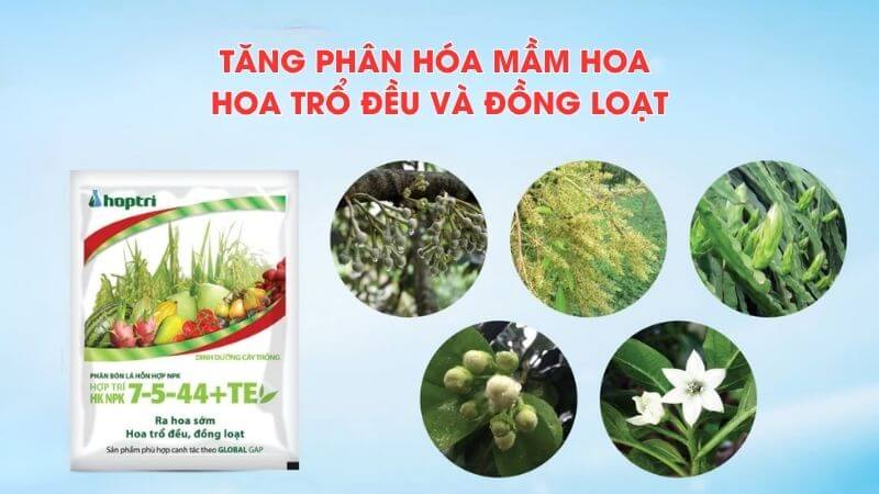 HK NPK 7-55-44 Hợp Trí chặn đọt kích hoa trái mùa