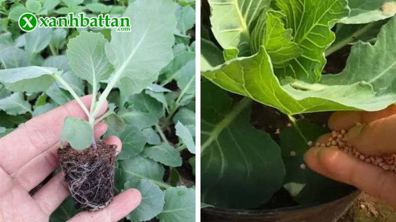 Hướng dẫn cách gieo trồng và bảo quản hạt giống cây bắp cải