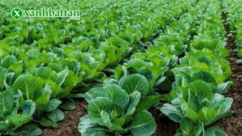 Hạt giống cây bắp cải là gì?