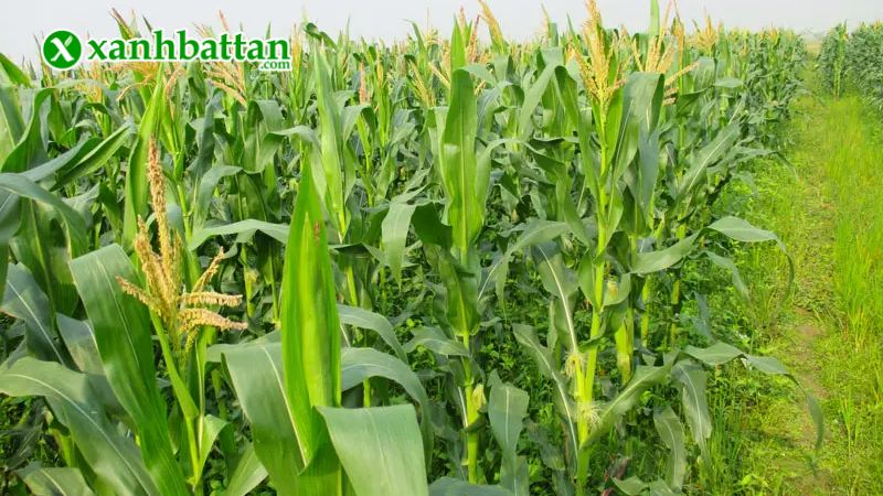 Hạt giống cây bắp nếp nù cao sản là gì?