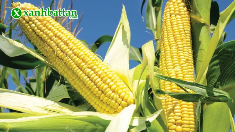 Hướng dẫn cách gieo trồng và bảo quản hạt giống cây bắp nếp nù cao sản