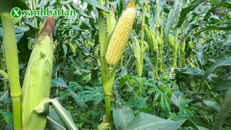 Hướng dẫn cách gieo trồng và bảo quản hạt giống cây bắp ngọt lai