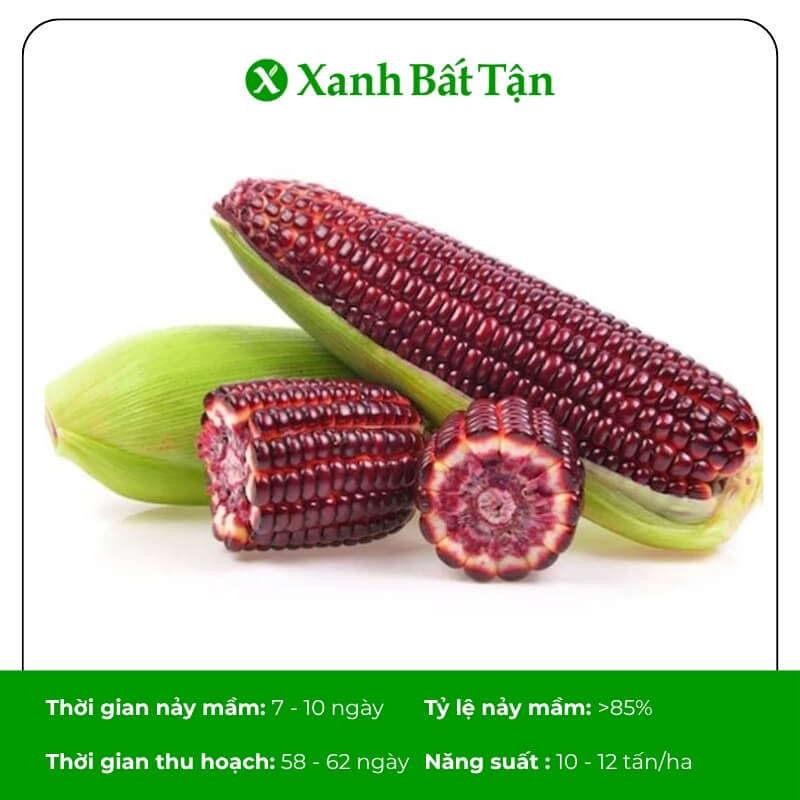 Hạt giống bắp đỏ nữ hoàng thái lan