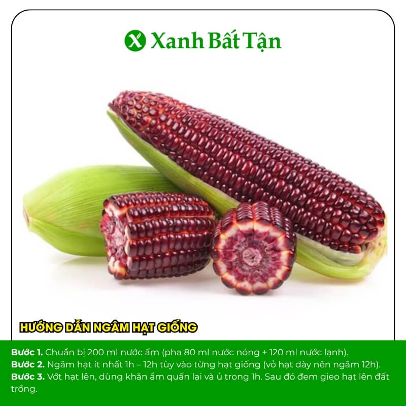 Hạt giống bắp đỏ nữ hoàng Thái Lan Phú Nông