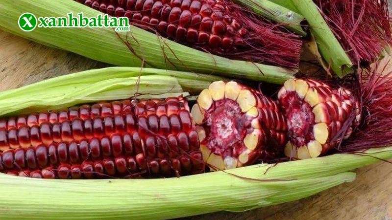 Hạt giống cây bắp nữ hoàng đỏ là gì?