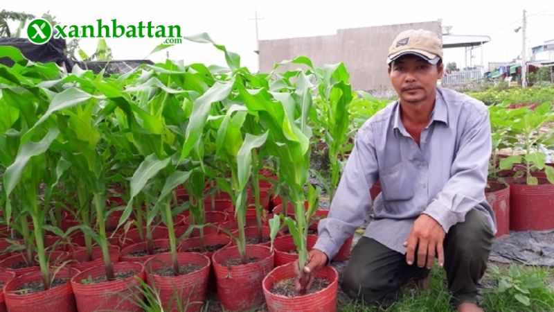 Hướng dẫn cách gieo trồng và bảo quản hạt giống cây bắp nữ hoàng đỏ