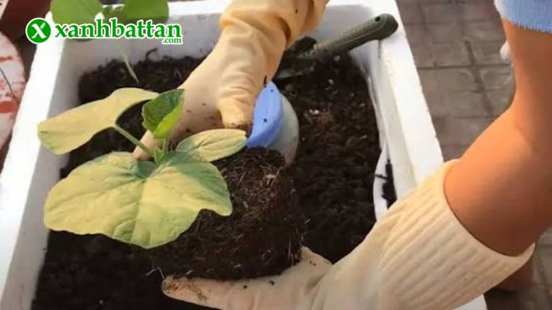 Hướng dẫn cách gieo trồng và bảo quản hạt giống bầu hồ lô