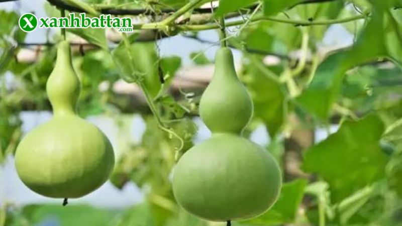 Hạt giống cây bầu hồ lô là gì?