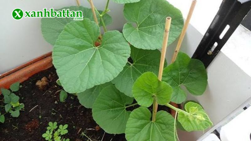 Hướng dẫn cách gieo trồng và bảo quản hạt giống bầu lai King