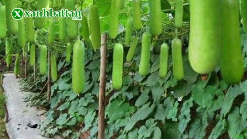 Hạt giống bầu lai King (bầu láng) F1 Phú Nông là gì?