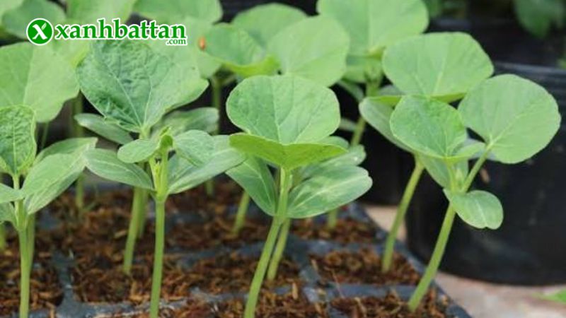 Hướng dẫn cách gieo trồng và bảo quản hạt giống bầu sao