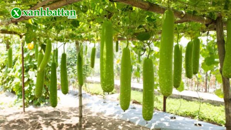 Hạt giống cây bầu sao là gì?