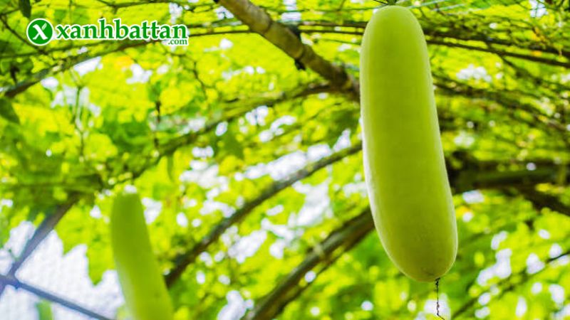 Hướng dẫn cách gieo trồng và bảo quản hạt giống cây bí đao chanh