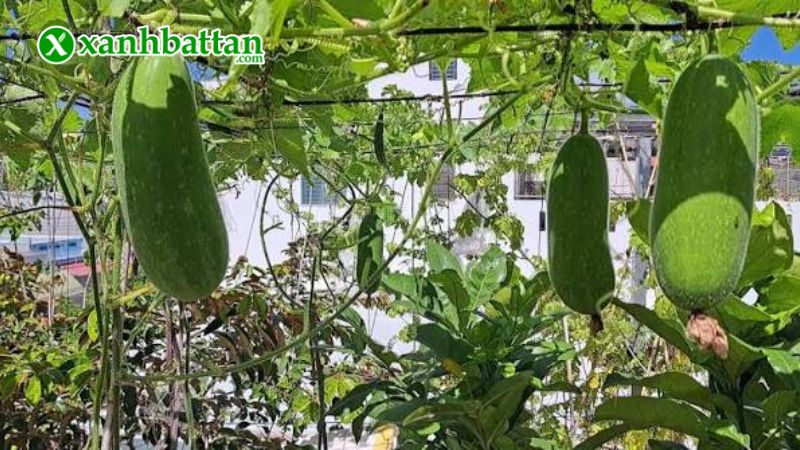 Hạt giống cây bí đao chanh là gì?