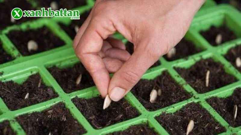 Hướng dẫn cách gieo trồng và bảo quản hạt giống bí đỏ