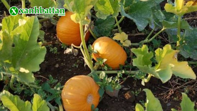 Hạt giống bí đỏ là gì?