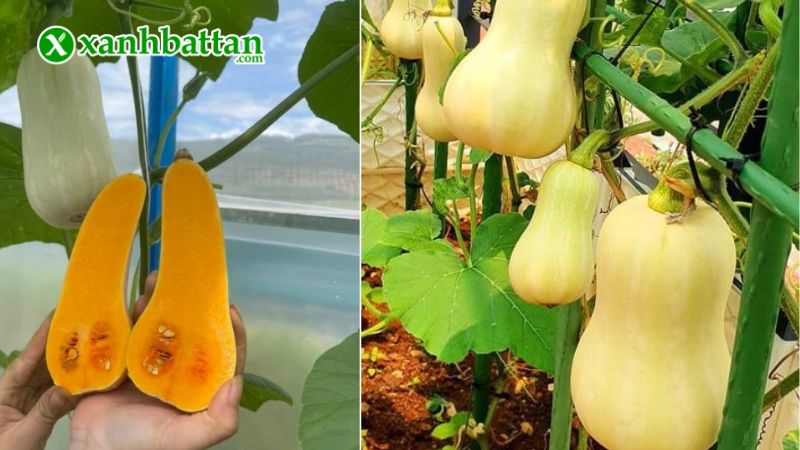 Hướng dẫn cách gieo trồng và bảo quản hạt giống cây bí hạt đậu trái vàng