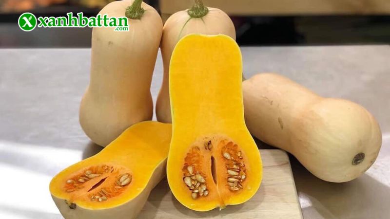 Hạt giống cây bí hạt đậu trái vàng là gì?