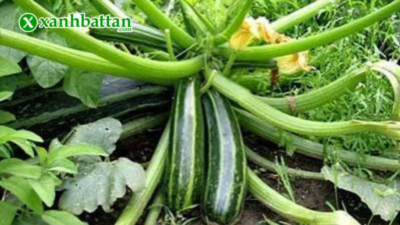 Hướng dẫn cách gieo trồng và bảo quản hạt giống cây bí ngồi Hàn Quốc