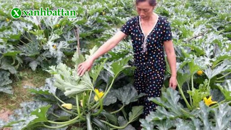 Hạt giống cây bí ngồi Hàn Quốc là gì?