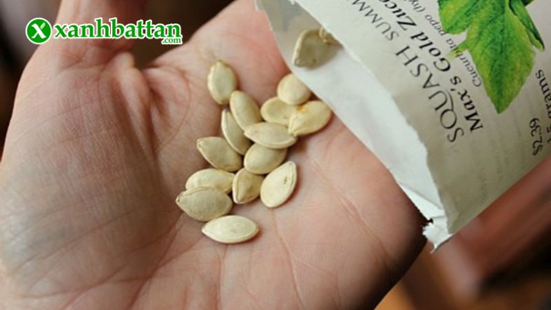 Hướng dẫn cách gieo trồng và bảo quản hạt giống cây bí ngồi vàng Hàn Quốc