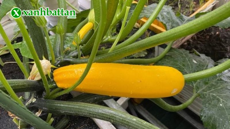 Hạt giống cây bí ngồi vàng Hàn Quốc là gì?