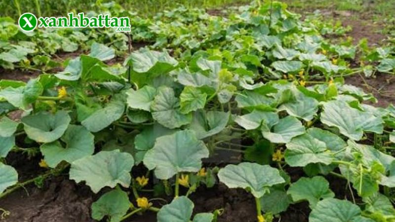 Hướng dẫn cách gieo trồng và bảo quản hạt giống bí ngọn siêu đọt