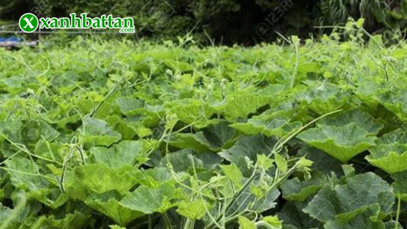Hạt giống cây bí ngọn siêu đọt là gì?