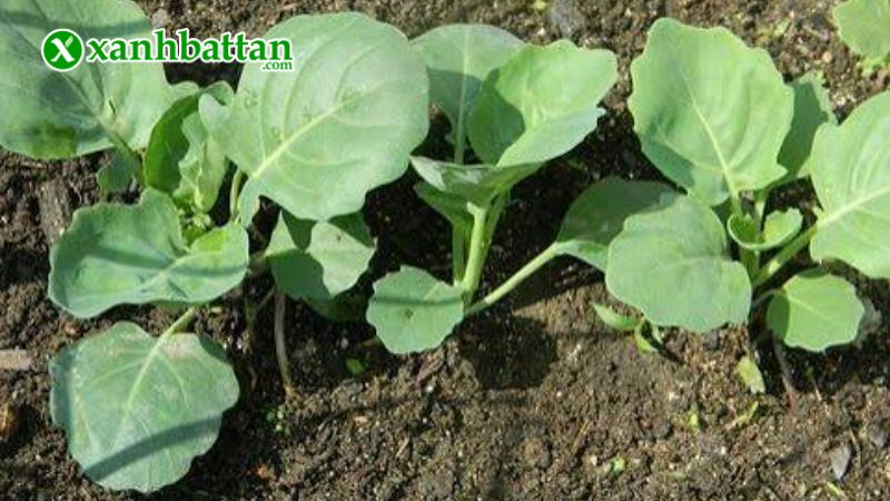Hướng dẫn cách gieo trồng và bảo quản hạt giống cây bông cải trắng