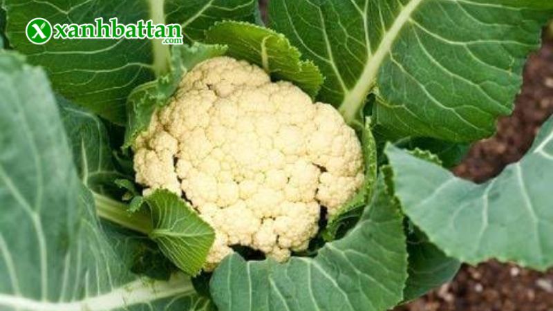 Hạt giống cây bông cải trắng (Súp lơ trắng) là gì?