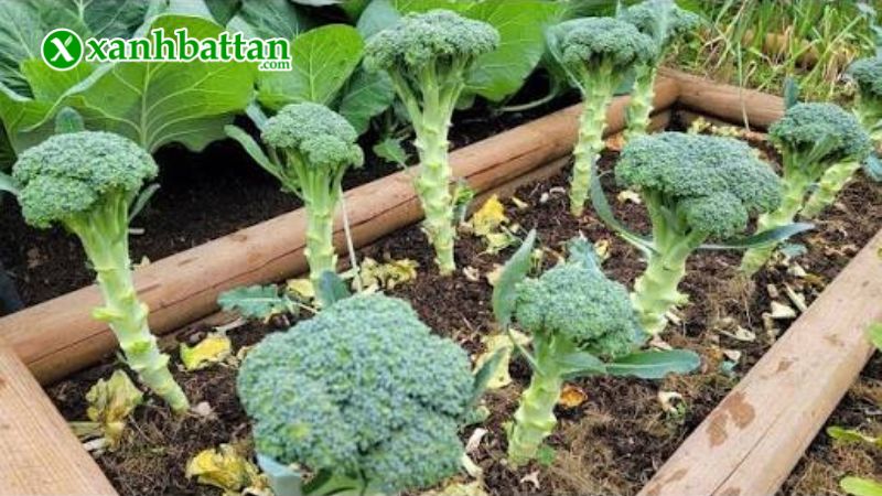 Hướng dẫn cách gieo trồng và bảo quản hạt giống bông cải xanh