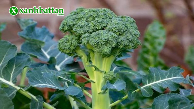 Hạt giống bông cải xanh (Súp lơ xanh) là gì?