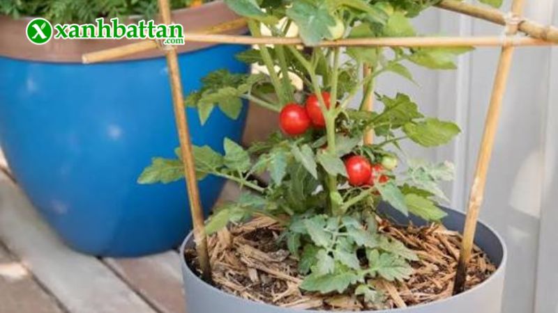 Hướng dẫn cách gieo trồng và bảo quản hạt giống cà chua bi