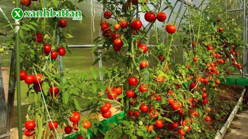 Hạt giống cây cà chua bi là gì?