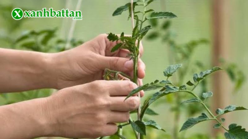 Hướng dẫn cách gieo trồng và bảo quản hạt giống cây cà chua T11