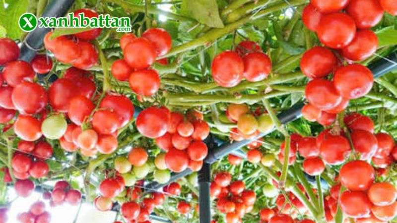 Hạt giống cây cà chua T11 là gì?