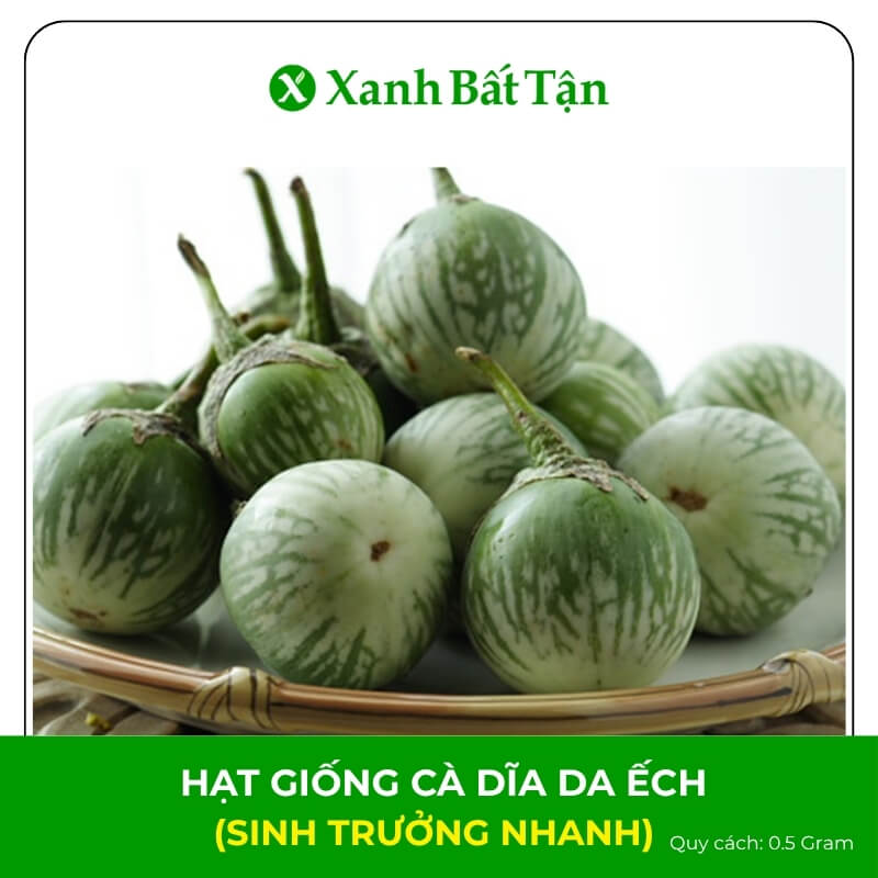 Hạt giống cà dĩa da ếch