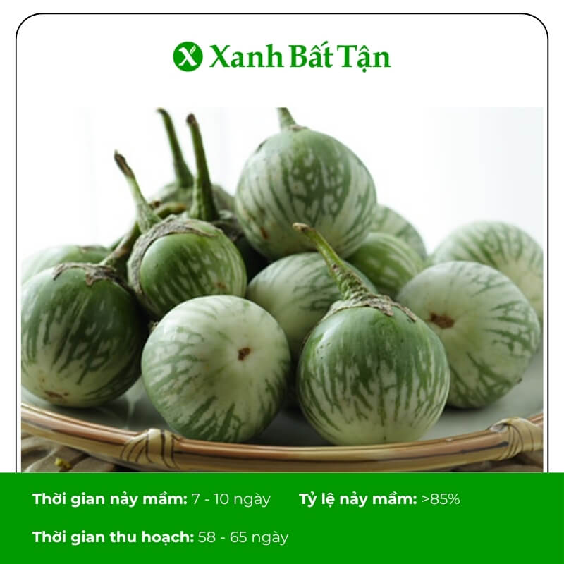 Hạt giống cà dĩa Phú Nông