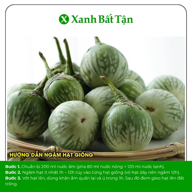 Hạt giống cà dĩa Phú Nông năng suất cao