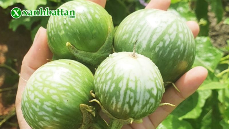 Hạt giống cà dĩa da ếch là gì?