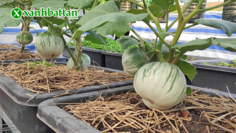 Hướng dẫn cách gieo trồng và bảo quản hạt giống cà dĩa da ếch