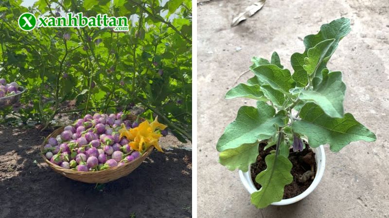 Hướng dẫn cách gieo trồng và bảo quản hạt giống cây cà pháo tím