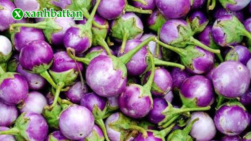 Hạt giống cây cà pháo tím là gì?
