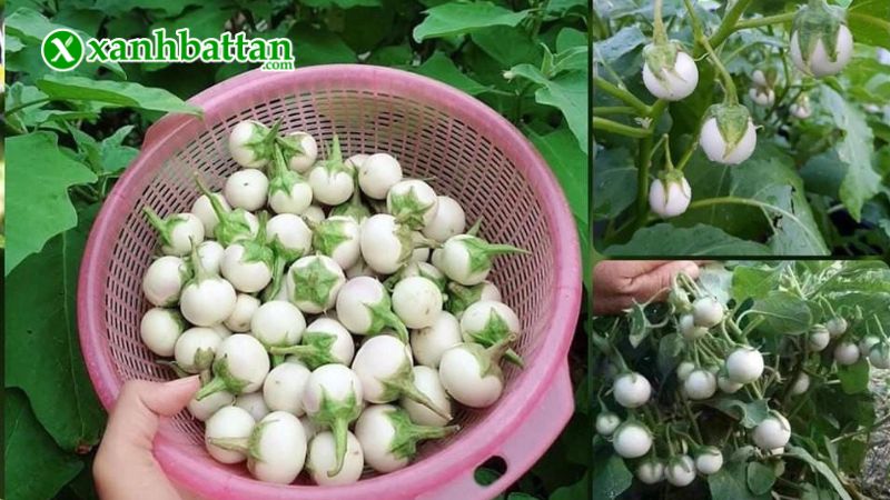 Hướng dẫn cách gieo trồng và bảo quản hạt giống cây cà pháo trắng