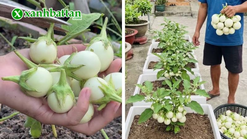 Hạt giống cây cà pháo trắng là gì?