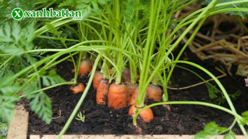 Hướng dẫn cách gieo trồng và bảo quản hạt giống cà rốt New Kuroda