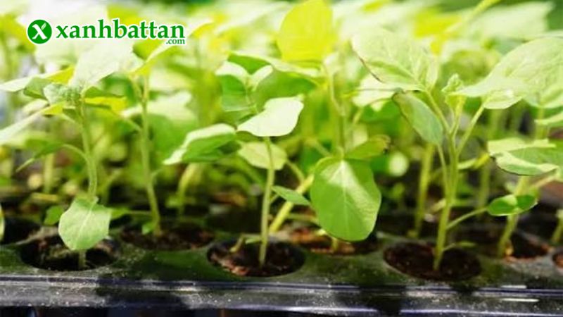 Hướng dẫn cách gieo trồng và bảo quản hạt giống cây cà tím dài