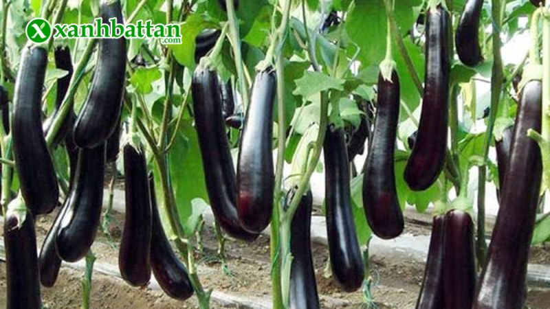 Hạt giống cây cà tím dài là gì?